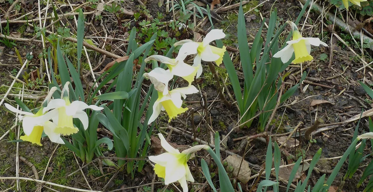 Daffodil (Narcissus 'Jenny') – plant photo