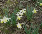 Daffodil (Narcissus ‘Jenny’)