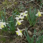 Daffodil (Narcissus 'Jenny') – plant photo