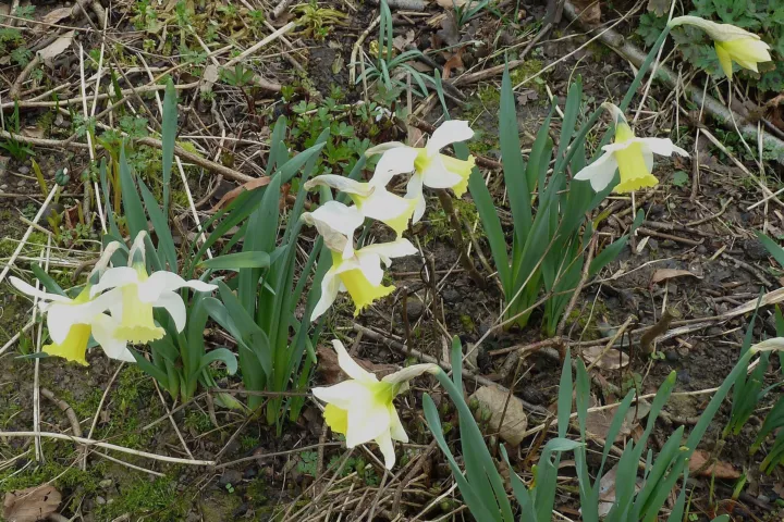 Narcissus 'Jenny'