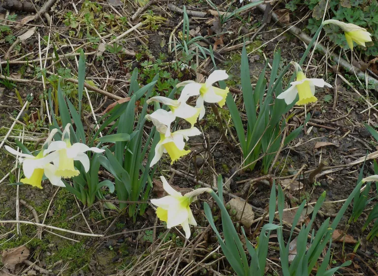 Narcissus 'Jenny'