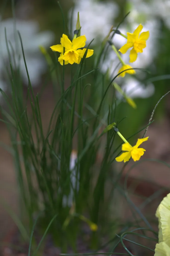 Jonquille (Narcissus jonquilla) – im Garten, Pflanzenfoto