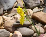 Jonquil (Narcissus jonquilla) care guide