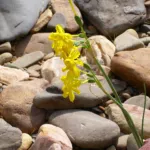 Jonquil (Narcissus jonquilla) – plant photo