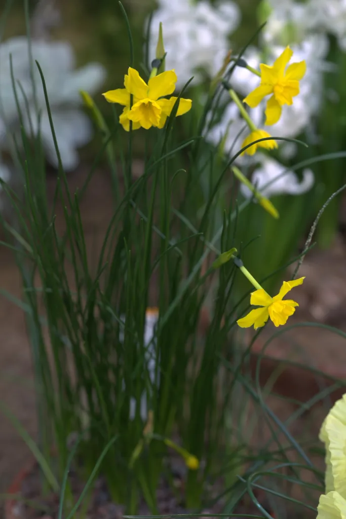 Jonquille (Narcissus jonquilla) – im Garten, Pflanzenfoto