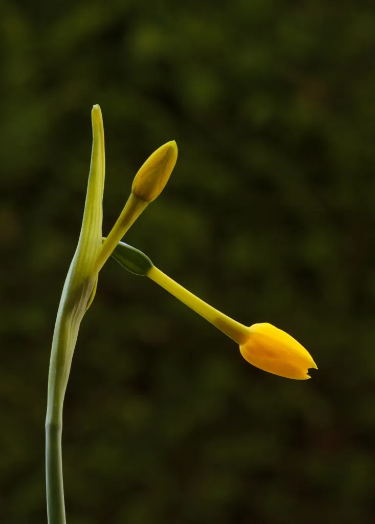 Jonquille (Narcissus jonquilla) – Blüten in Nahaufnahme, Pflanzenfoto
