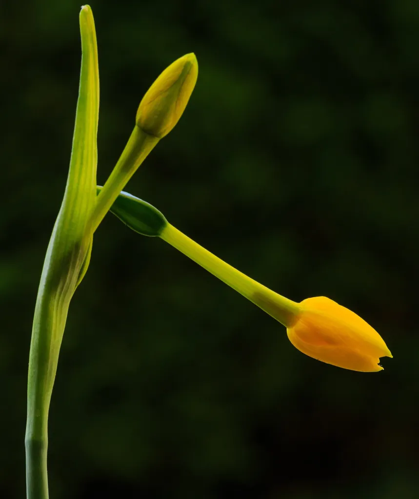 Jonquille (Narcissus jonquilla) – Blüten in Nahaufnahme, Pflanzenfoto