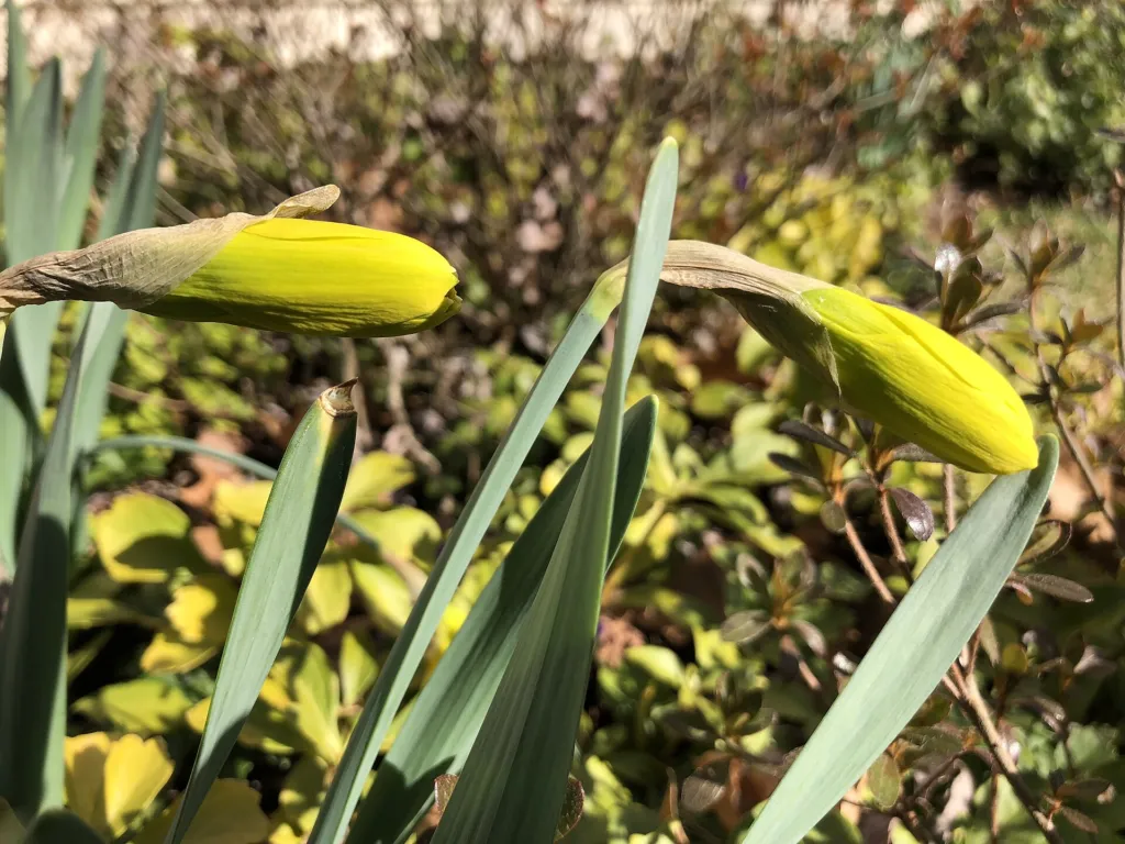 Narzisse 'King Alfred' (Narcissus 'King Alfred') – Blüten in Nahaufnahme, Pflanzenfoto