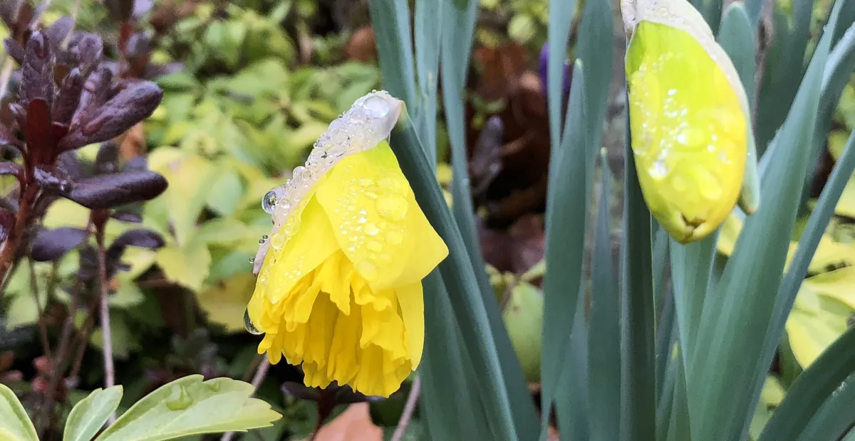 Narcissus 'King Alfred' – plant photo