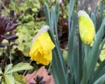 Narcissus ‘King Alfred’
