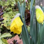 Narcissus ‘King Alfred’ (Narcissus 'King Alfred') – plant photo