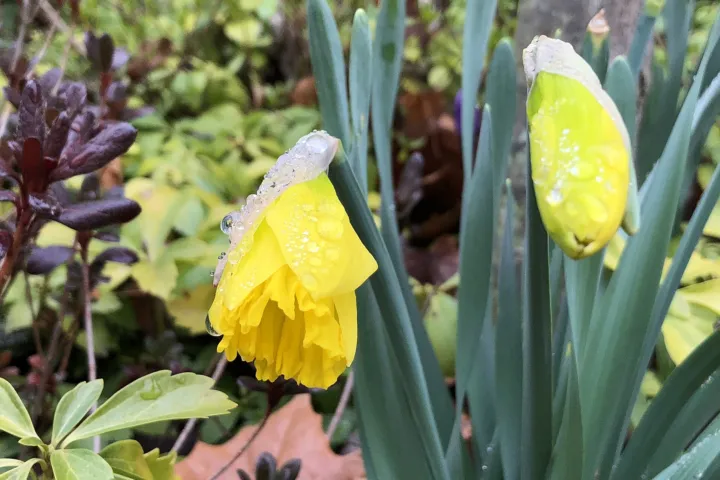Narcissus 'King Alfred'