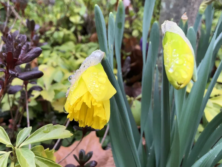 Narcissus 'King Alfred'