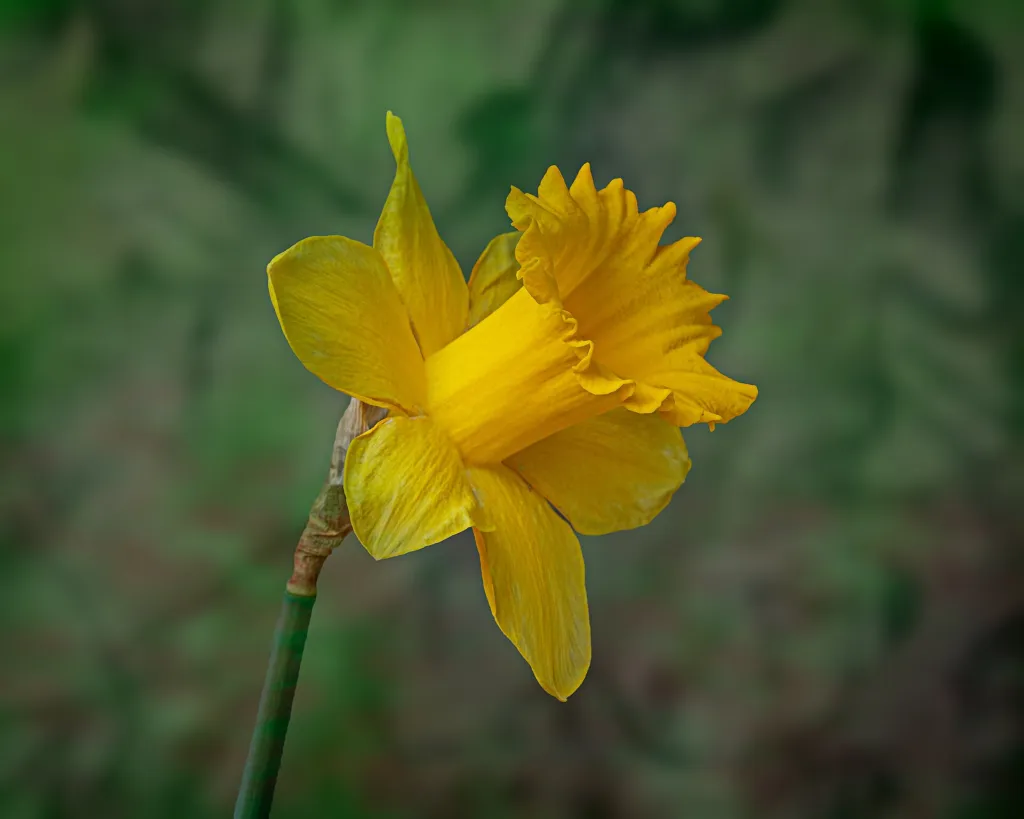Narzisse 'King Alfred' (Narcissus 'King Alfred') – typisches Erscheinungsbild, Pflanzenfoto