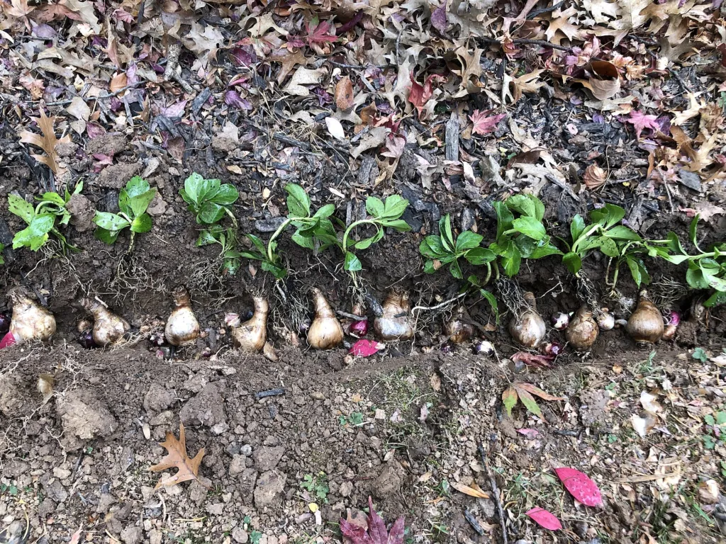 Narzisse 'King Alfred' (Narcissus 'King Alfred') – typisches Erscheinungsbild, Pflanzenfoto
