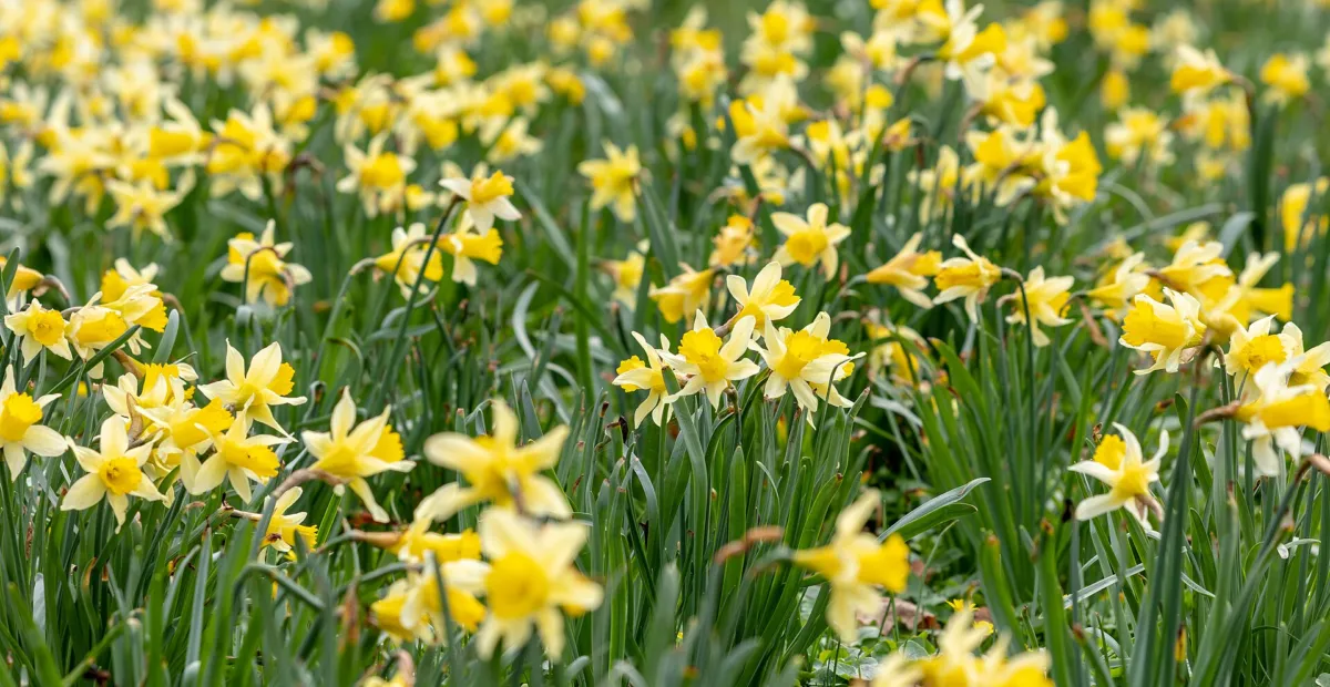 common daffodil (Narcissus pseudonarcissus) – plant photo