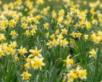 Common daffodil (Narcissus pseudonarcissus) care guide