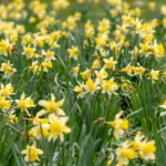 common daffodil (Narcissus pseudonarcissus) – plant photo