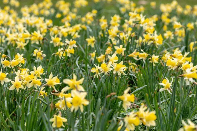 Narcissus pseudonarcissus