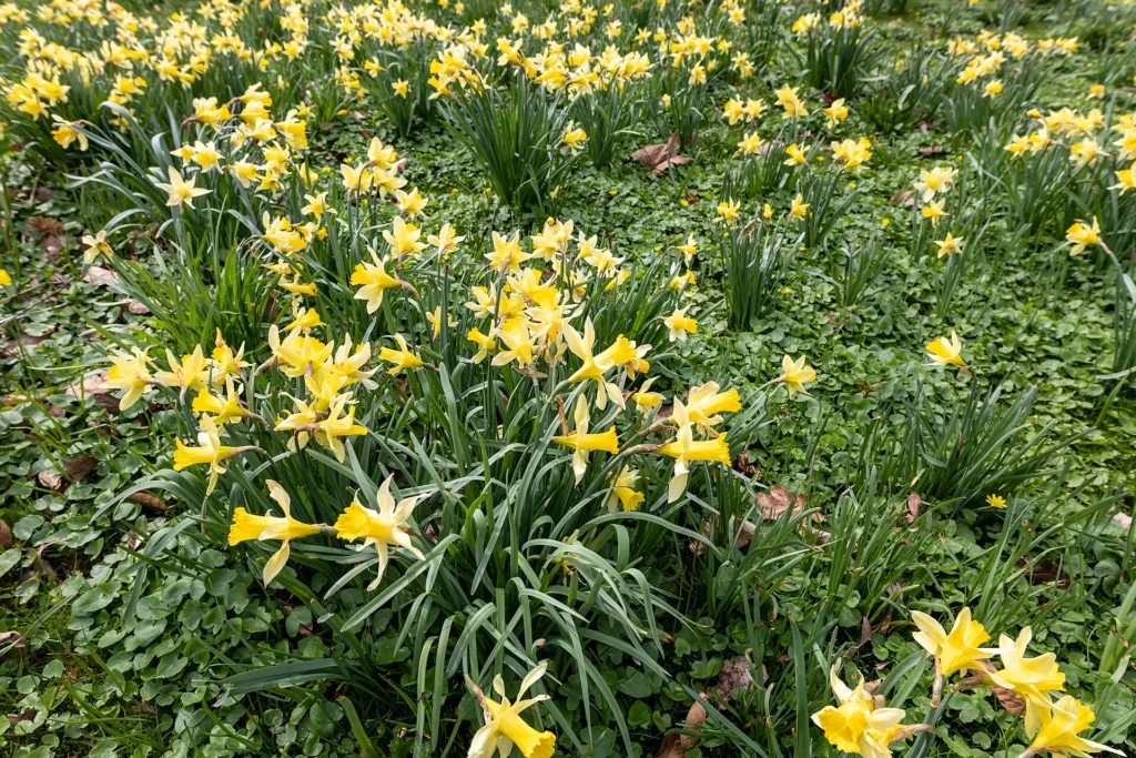Gelbe Narzisse (Narcissus pseudonarcissus) – im Garten, Pflanzenfoto