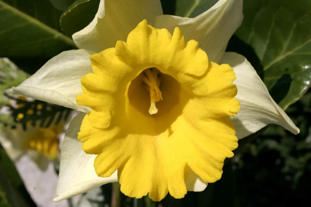 Gelbe Narzisse (Narcissus pseudonarcissus) – typisches Erscheinungsbild, Pflanzenfoto
