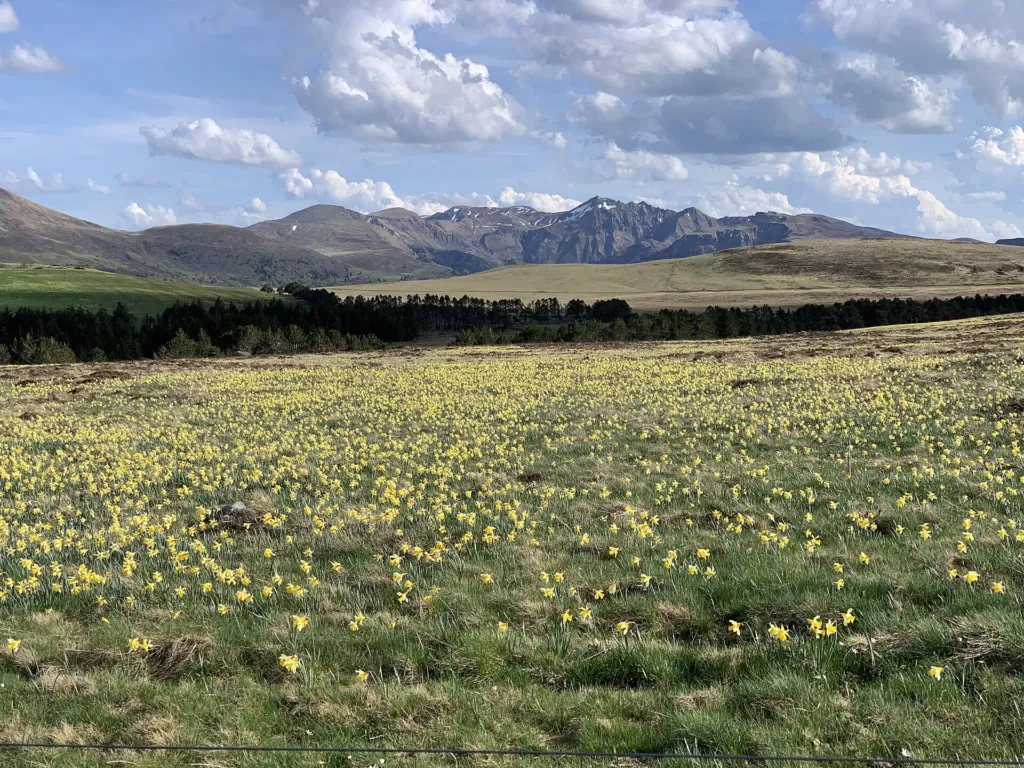 Gelbe Narzisse (Narcissus pseudonarcissus) – am natürlichen Standort, Pflanzenfoto