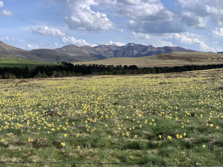 common daffodil (Narcissus pseudonarcissus) – in its natural habitat, plant photo