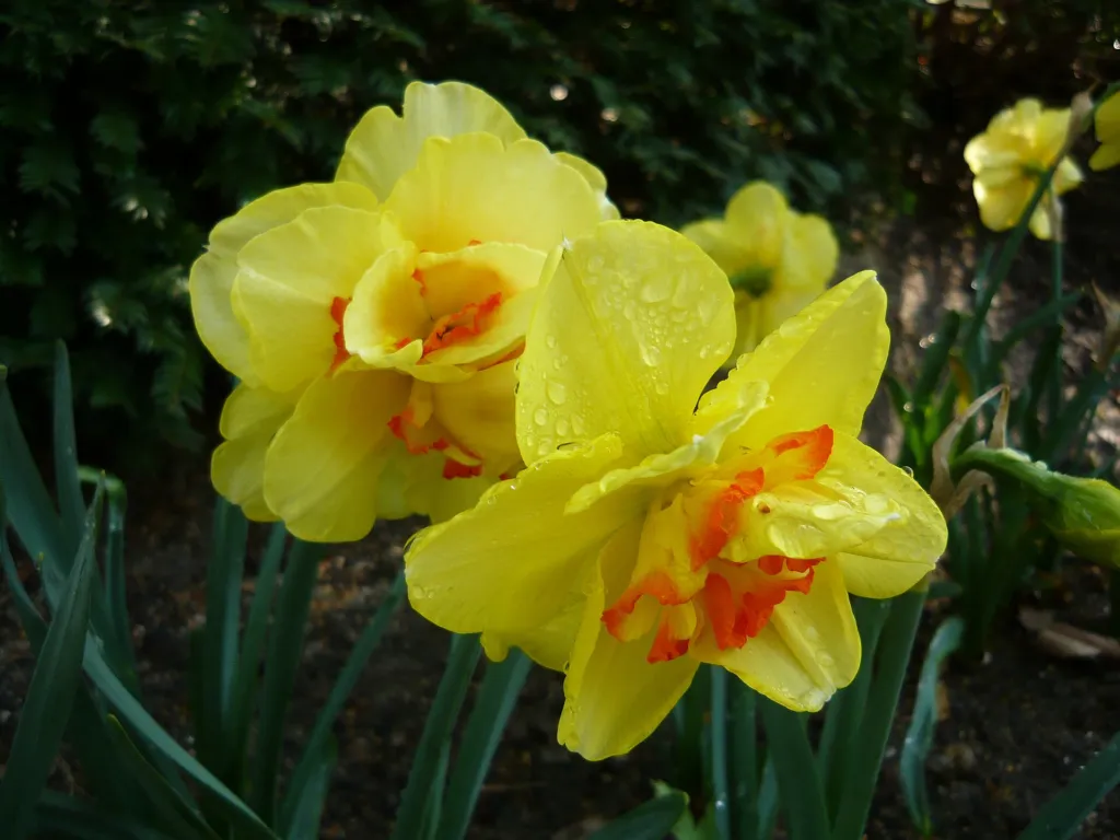 Gefüllte Narzisse 'Tahiti' (Narcissus 'Tahiti') – typisches Erscheinungsbild, Pflanzenfoto