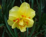 Double daffodil (Narcissus ‘Tahiti’)