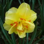 Double daffodil (Narcissus 'Tahiti') – plant photo