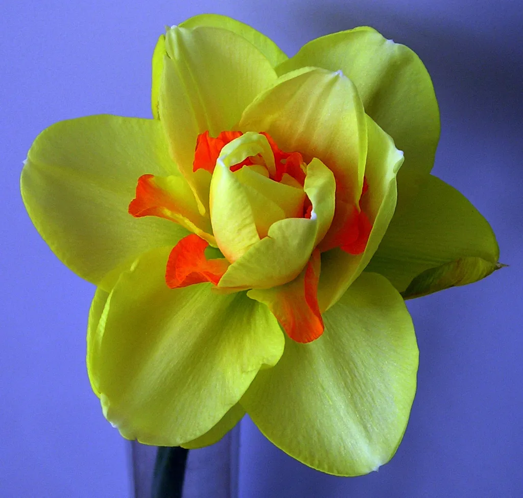 Gefüllte Narzisse 'Tahiti' (Narcissus 'Tahiti') – typisches Erscheinungsbild, Pflanzenfoto