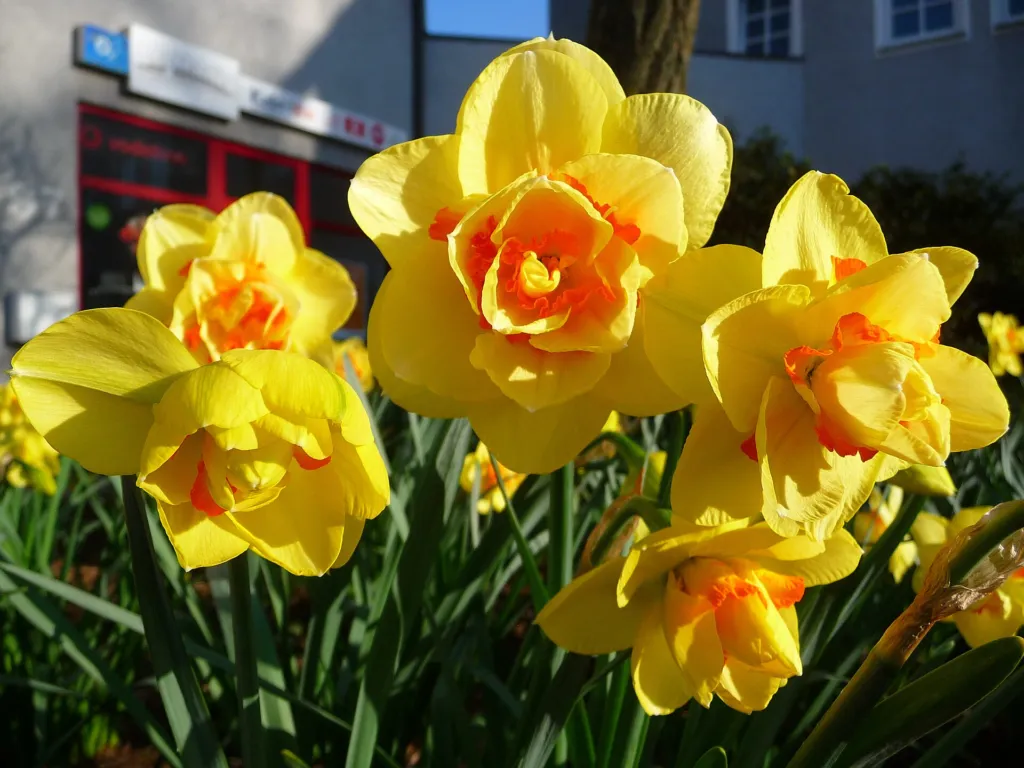 Gefüllte Narzisse 'Tahiti' (Narcissus 'Tahiti') – Blüten in Nahaufnahme, Pflanzenfoto