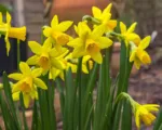 Narcissus ‘Tete A Tete’