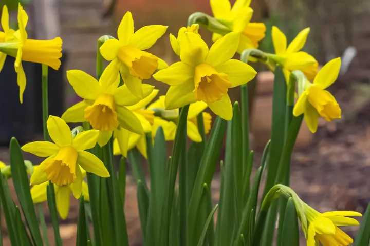 Narcissus 'Tete A Tete'