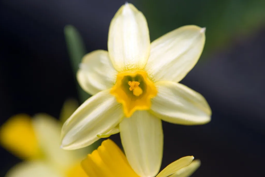 Zwergnarzisse 'Tête-à-Tête' (Narcissus 'Tete A Tete') – im Garten, Pflanzenfoto