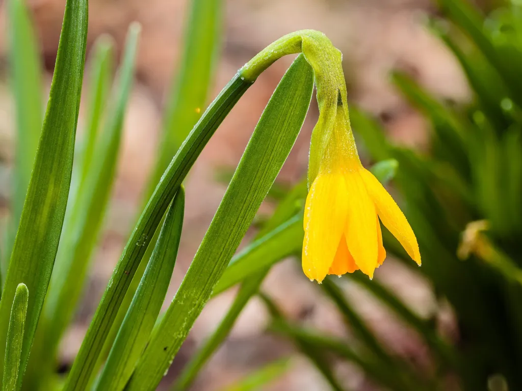 Zwergnarzisse 'Tête-à-Tête' (Narcissus 'Tete A Tete') – Blüten in Nahaufnahme, Pflanzenfoto