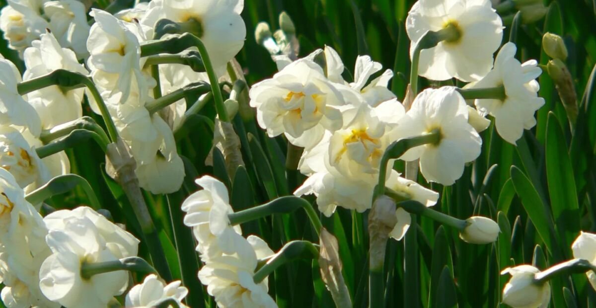 Narzisse 'Bridal Crown' (Narcissus 'Bridal Crown') – Pflanzenfoto