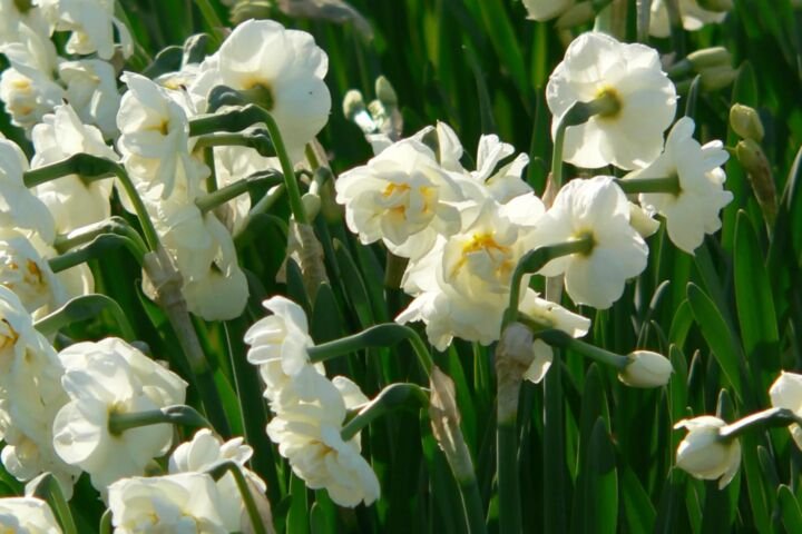 Narcissus 'Bridal Crown'