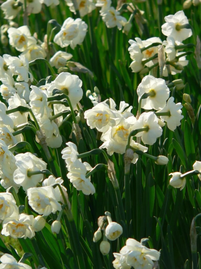 Narcissus 'Bridal Crown'