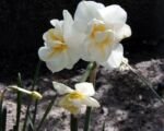 Narzisse ‘Cheerfulness’ (Narcissus ‘Cheerfulness’)