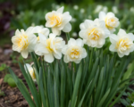 Narzisse ‘Erlicheer’ (Narcissus ‘Erlicheer’)
