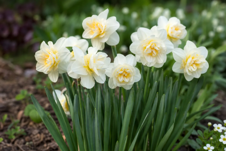 Narcissus 'Erlicheer'