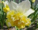 Narzisse ‘Ice King’ (Narcissus ‘Ice King’)