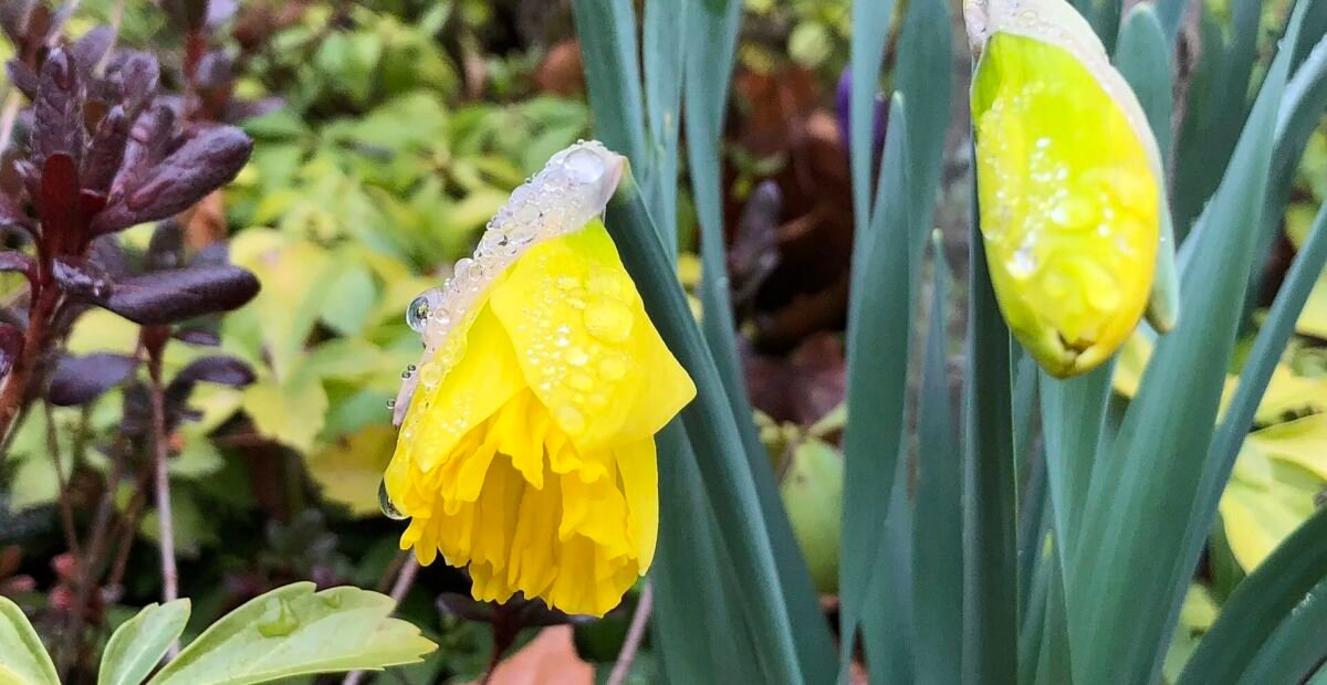 Narzisse 'King Alfred' (Narcissus 'King Alfred') – Pflanzenfoto