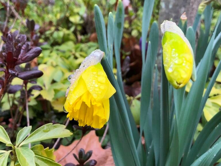Narcissus 'King Alfred'