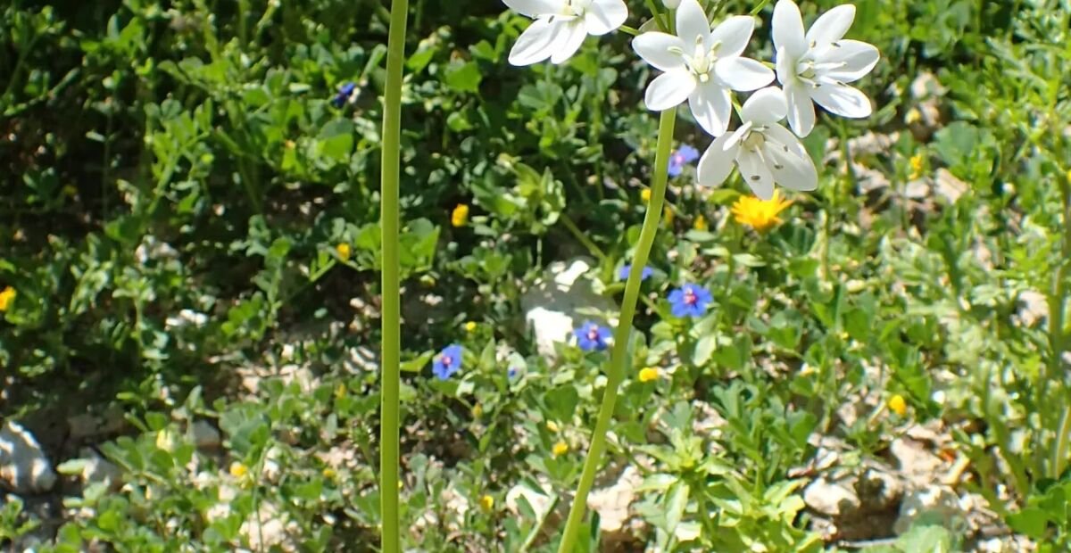 Neapolitanischer Lauch (Allium neapolitanum) – Pflanzenfoto