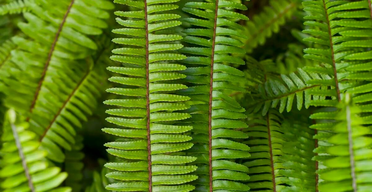 nefrolepka srdcovitolistá (Nephrolepis cordifolia) – fotografia rastliny