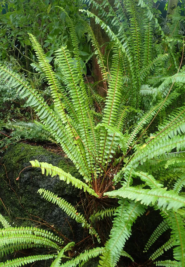 Nephrolepis cordifolia – in a garden setting, plant photo