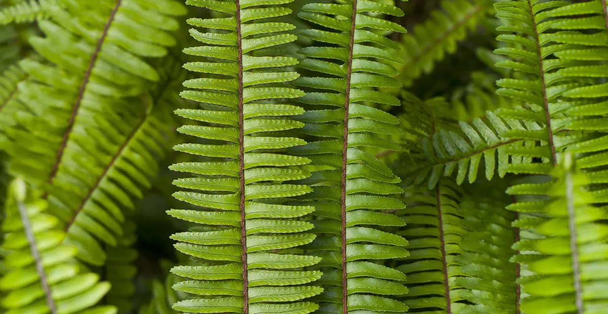 Fishbone Fern (Nephrolepis cordifolia) – plant photo