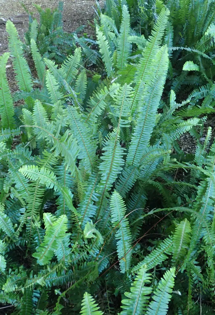Nephrolepis cordifolia – in a garden setting, plant photo